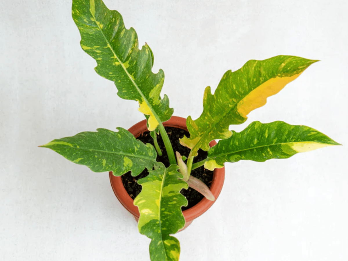 Flora July Rare Plant Giveaway — Win Rare Plants & Flora Plus ...